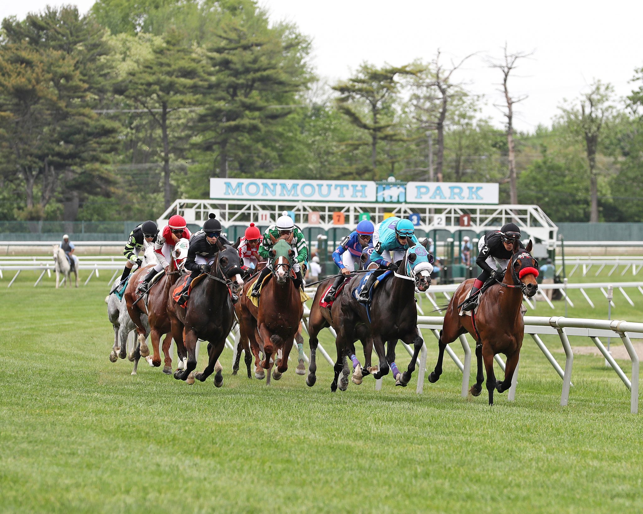 Ryan Petrunyak Wins Travers Day NHC/BCBC Handicapping Contest ...